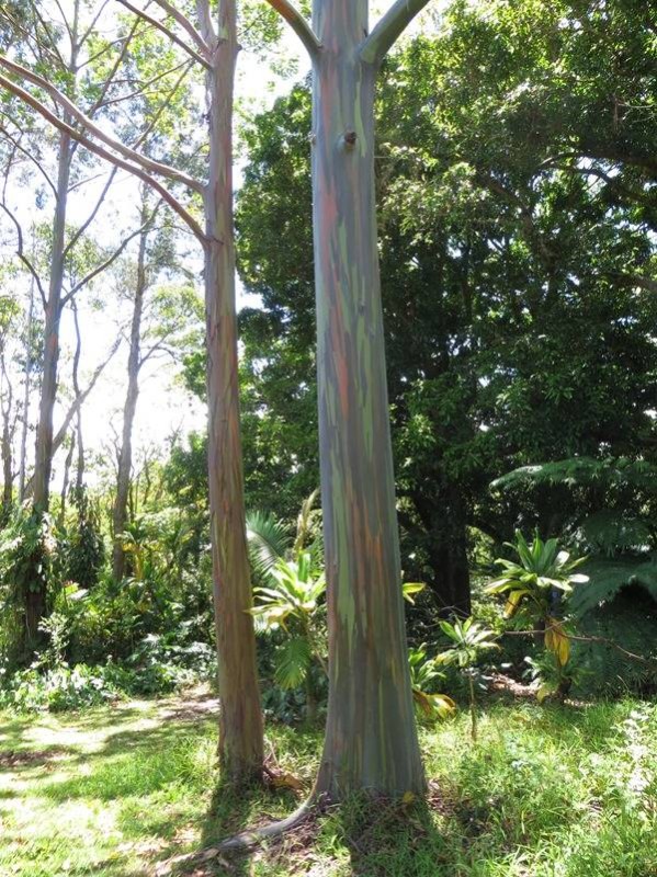 07_Regenbogen-Eucalyptus-Hawaii.jpg