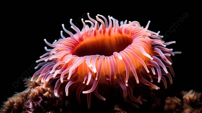 sea-anemone.jpg